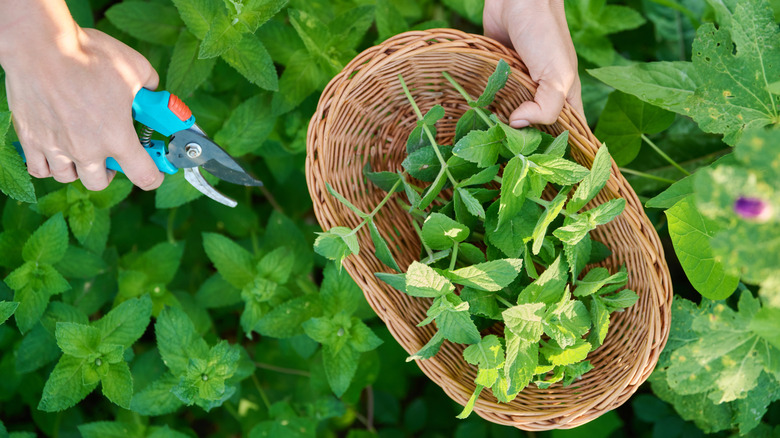 Hands harvest fresh mint with tool and basket