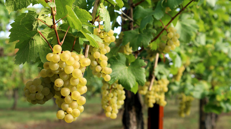 Sauvignon blanc grapes on a vine