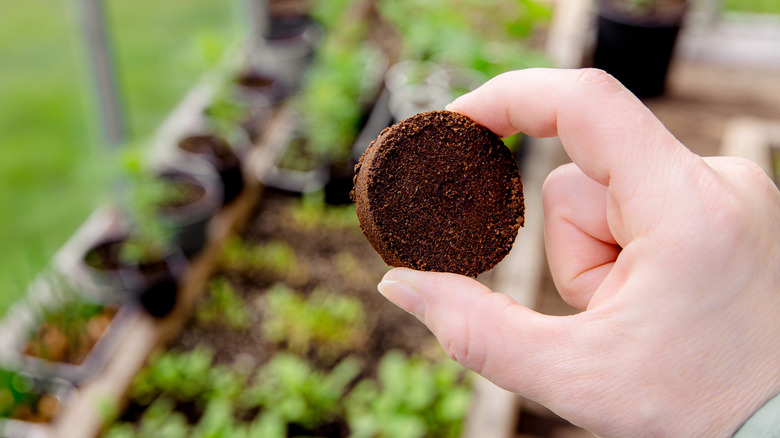 Hand holding coffee puck with plants in background.