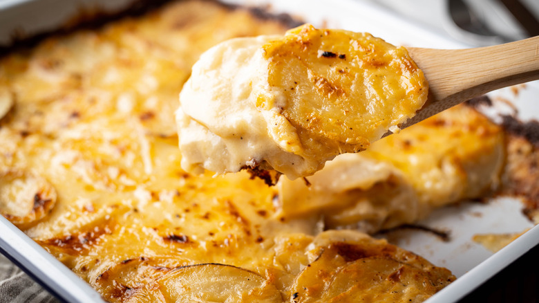 Closeup of a wooden spoon carrying a bite of poatoes au gratin with the dish in the background